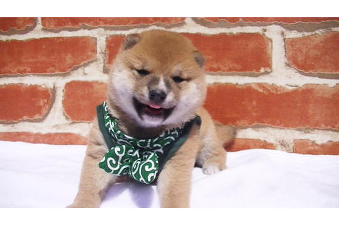 成約済の福岡県の豆柴-92542の5枚目