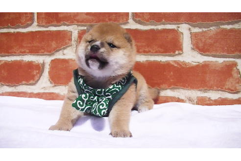 成約済の福岡県の豆柴-92542