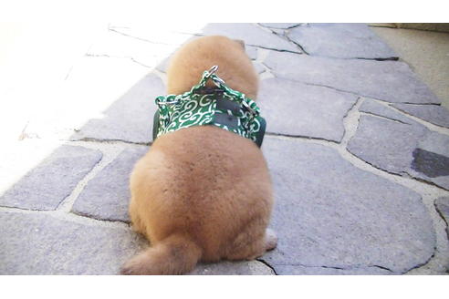 成約済の福岡県の豆柴-92542の4枚目