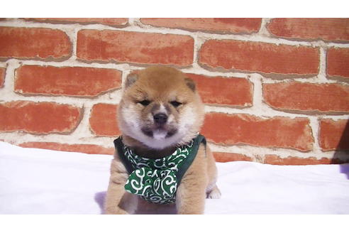 成約済の福岡県の豆柴-92542の3枚目