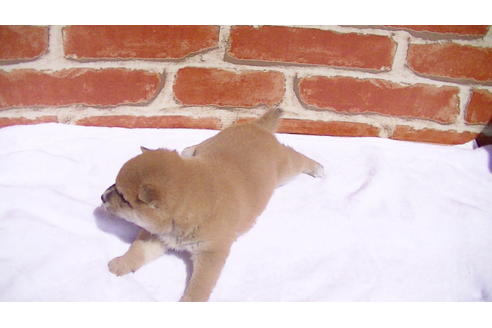 成約済の福岡県の豆柴-92542の2枚目