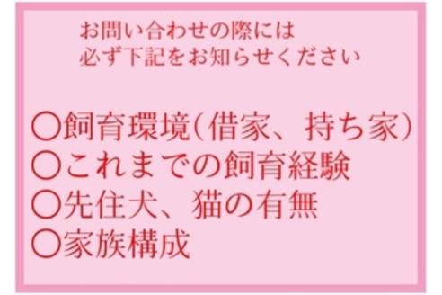 成約済の秋田県のトイプードル-92625の2枚目