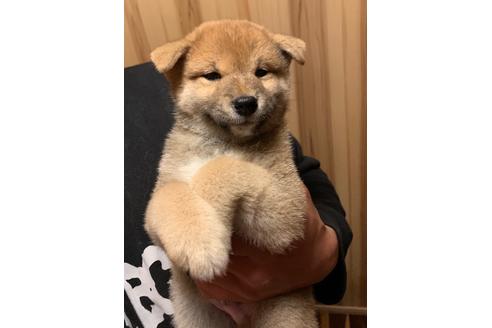 成約済の福岡県の柴犬-92626の3枚目