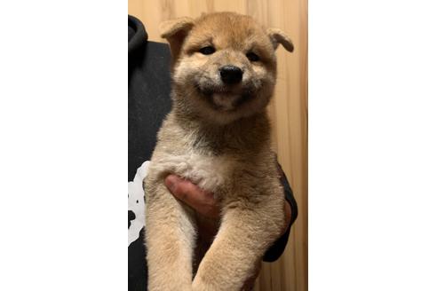 成約済の福岡県の柴犬-92626の2枚目