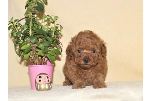 成約済の千葉県のティーカッププードル-92634の4枚目