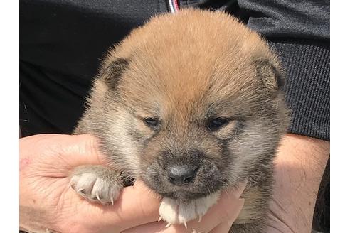 成約済の長崎県の柴犬-92665の1枚目