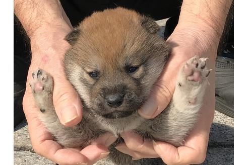 成約済の長崎県の柴犬-92665の5枚目