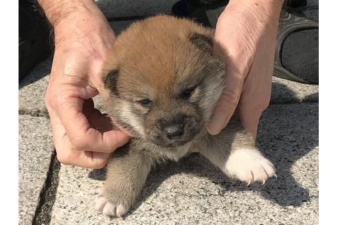 成約済の長崎県の柴犬-92665の4枚目