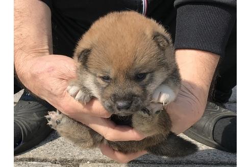 成約済の長崎県の柴犬-92665の3枚目