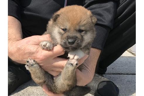 成約済の長崎県の柴犬-92665の2枚目