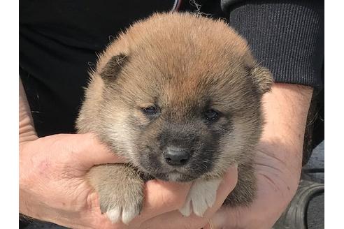 成約済の長崎県の柴犬-92666の1枚目