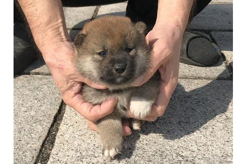 成約済の長崎県の柴犬-92666の5枚目