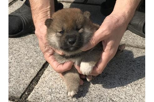 成約済の長崎県の柴犬-92666の4枚目