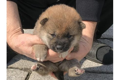 成約済の長崎県の柴犬-92666の3枚目