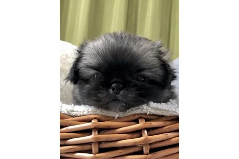 成約済の埼玉県のペキニーズ-91418