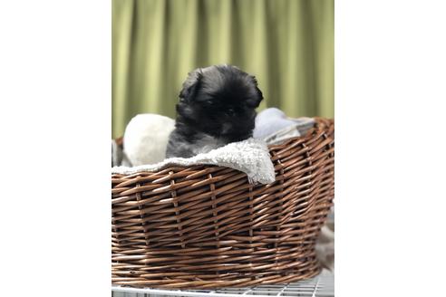 成約済の埼玉県のペキニーズ-91418の2枚目