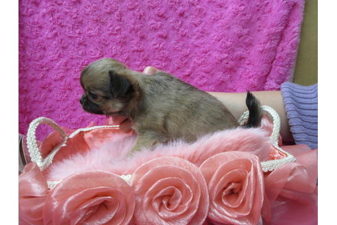 成約済の京都府のチワワ(ロングコート)-92695の3枚目