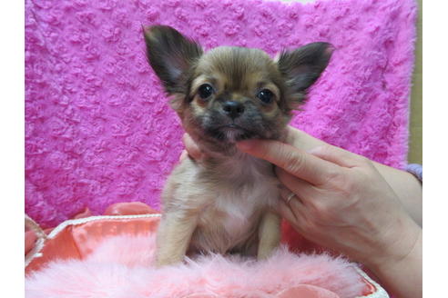 成約済の京都府のチワワ(ロングコート)-92695