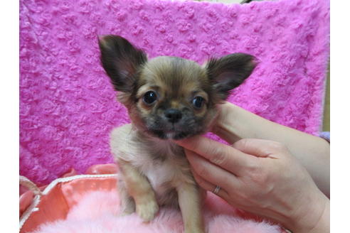 成約済の京都府のチワワ(ロングコート)-92695の2枚目