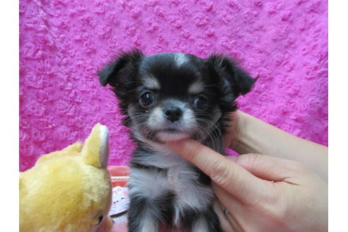 成約済の京都府のチワワ(ロングコート)-92699の1枚目