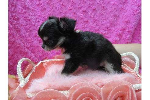 成約済の京都府のチワワ(ロングコート)-92699の4枚目