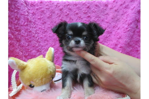 成約済の京都府のチワワ(ロングコート)-92699の3枚目