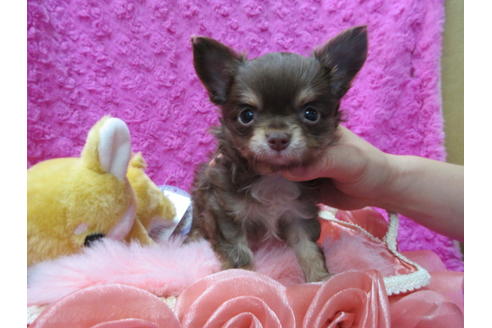 成約済の京都府のチワワ(ロングコート)-92701の1枚目