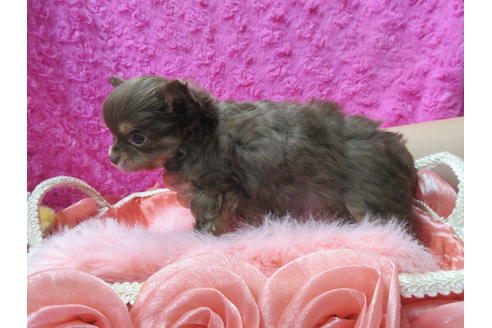 成約済の京都府のチワワ(ロングコート)-92701の3枚目