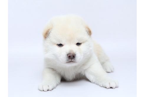 成約済の栃木県の柴犬-92708の1枚目