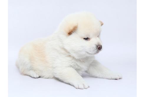 成約済の栃木県の柴犬-92708の3枚目