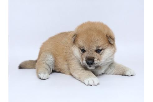 成約済の栃木県の柴犬-92709の3枚目