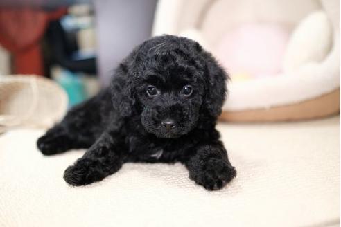 成約済の滋賀県のトイプードル-91841