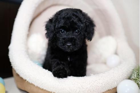 成約済の滋賀県のトイプードル-91841の5枚目