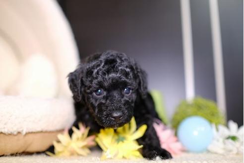 成約済の滋賀県のトイプードル-91841の3枚目