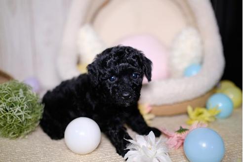 成約済の滋賀県のトイプードル-91841の2枚目