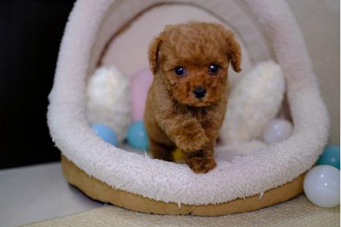 成約済の滋賀県のトイプードル-91845の5枚目