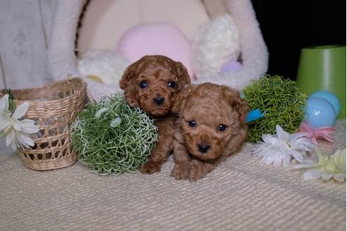 成約済の滋賀県のトイプードル-91845の4枚目