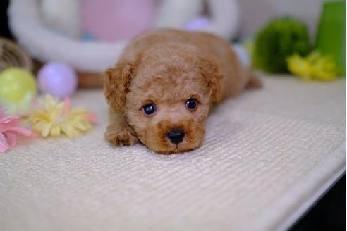 成約済の滋賀県のトイプードル-91846