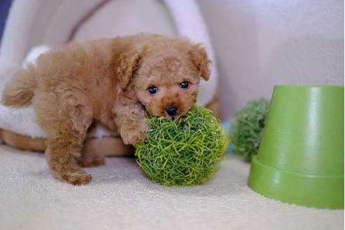 成約済の滋賀県のトイプードル-91846の5枚目