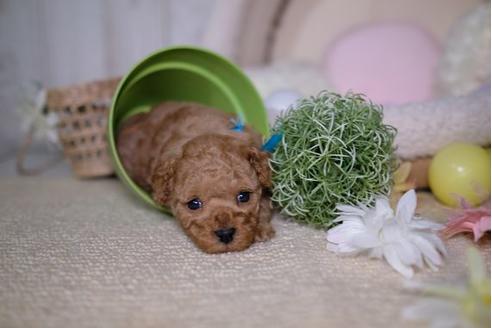 成約済の滋賀県のトイプードル-91846の3枚目