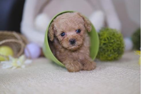 成約済の滋賀県のトイプードル-91851