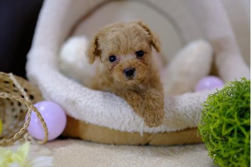 成約済の滋賀県のトイプードル-91851の5枚目