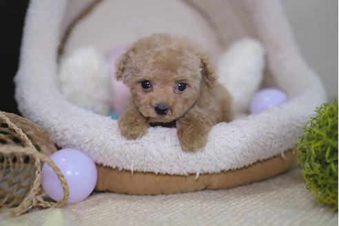 成約済の滋賀県のトイプードル-91852の1枚目