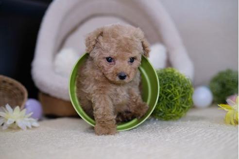 成約済の滋賀県のトイプードル-91852の5枚目