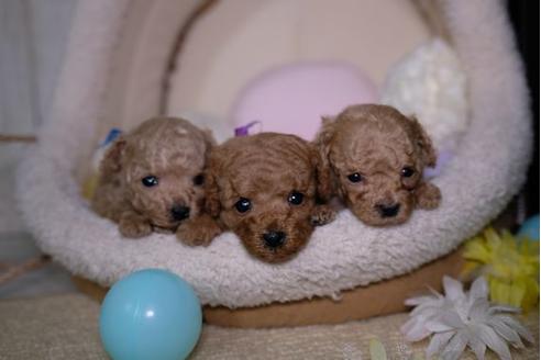 成約済の滋賀県のトイプードル-91852の4枚目