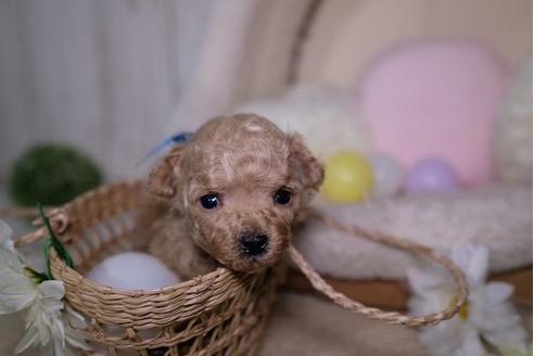 成約済の滋賀県のトイプードル-91852の3枚目