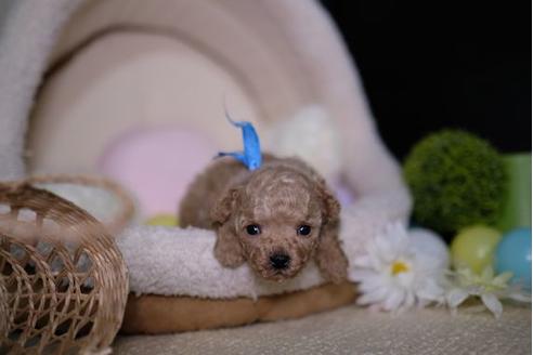 成約済の滋賀県のトイプードル-91852の2枚目