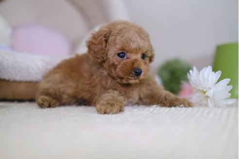 成約済の滋賀県のトイプードル-91854の5枚目