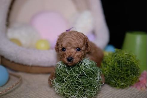 成約済の滋賀県のトイプードル-91854の3枚目