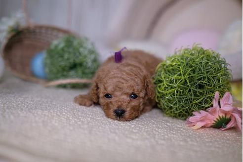 成約済の滋賀県のトイプードル-91854の2枚目